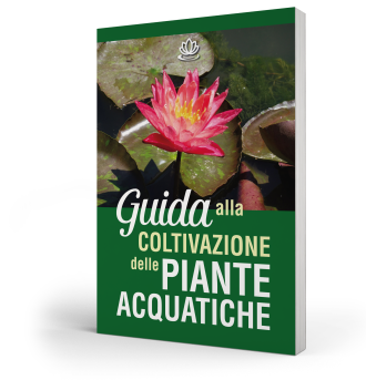 Guide to Growing Aquatic Plants